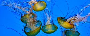 Preview wallpaper jellyfish, tentacle, underwater, water