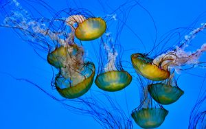 Preview wallpaper jellyfish, tentacle, underwater, water