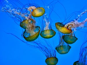 Preview wallpaper jellyfish, tentacle, underwater, water