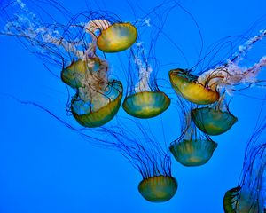 Preview wallpaper jellyfish, tentacle, underwater, water