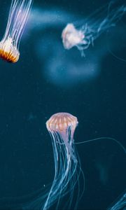 Preview wallpaper jellyfish, tentacle, underwater world, dark