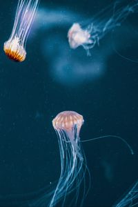 Preview wallpaper jellyfish, tentacle, underwater world, dark