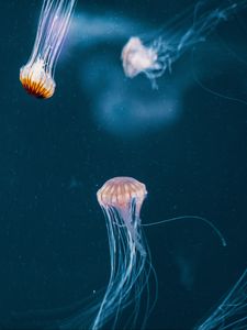 Preview wallpaper jellyfish, tentacle, underwater world, dark