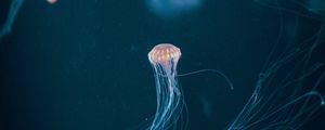 Preview wallpaper jellyfish, tentacle, underwater world, dark