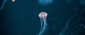 Preview wallpaper jellyfish, tentacle, underwater world, dark