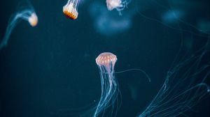 Preview wallpaper jellyfish, tentacle, underwater world, dark