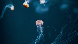 Preview wallpaper jellyfish, tentacle, underwater world, dark