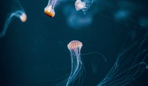 Preview wallpaper jellyfish, tentacle, underwater world, dark