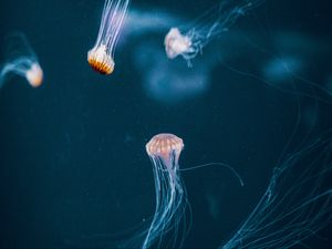 Preview wallpaper jellyfish, tentacle, underwater world, dark