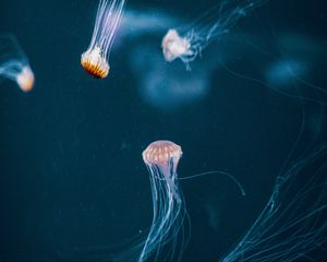 Preview wallpaper jellyfish, tentacle, underwater world, dark