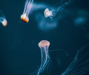 Preview wallpaper jellyfish, tentacle, underwater world, dark