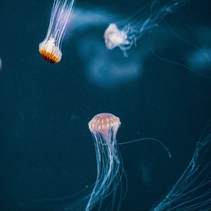 Preview wallpaper jellyfish, tentacle, underwater world, dark