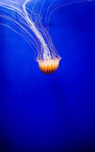 Preview wallpaper jellyfish, tentacle, water, beautiful, underwater world