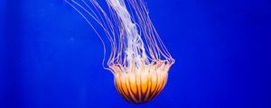 Preview wallpaper jellyfish, tentacle, water, beautiful, underwater world