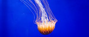 Preview wallpaper jellyfish, tentacle, water, beautiful, underwater world