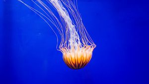 Preview wallpaper jellyfish, tentacle, water, beautiful, underwater world