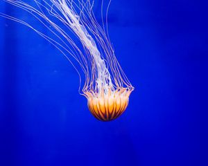 Preview wallpaper jellyfish, tentacle, water, beautiful, underwater world