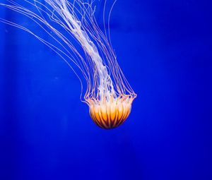 Preview wallpaper jellyfish, tentacle, water, beautiful, underwater world