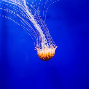 Preview wallpaper jellyfish, tentacle, water, beautiful, underwater world