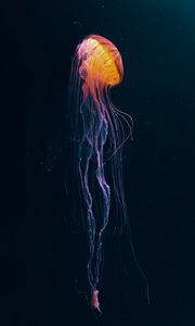 Preview wallpaper jellyfish, tentacle, water, dark, beautiful