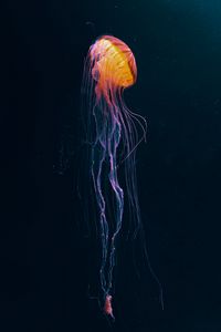 Preview wallpaper jellyfish, tentacle, water, dark, beautiful