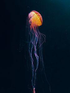 Preview wallpaper jellyfish, tentacle, water, dark, beautiful