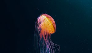 Preview wallpaper jellyfish, tentacle, water, dark, beautiful