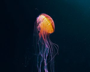 Preview wallpaper jellyfish, tentacle, water, dark, beautiful