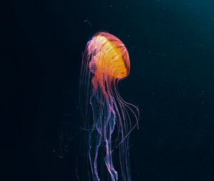 Preview wallpaper jellyfish, tentacle, water, dark, beautiful