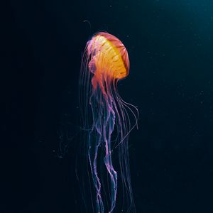 Preview wallpaper jellyfish, tentacle, water, dark, beautiful