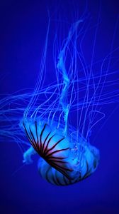 Preview wallpaper jellyfish, tentacle, water, beautiful, blue