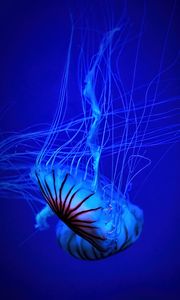 Preview wallpaper jellyfish, tentacle, water, beautiful, blue