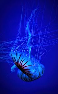 Preview wallpaper jellyfish, tentacle, water, beautiful, blue