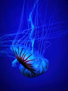 Preview wallpaper jellyfish, tentacle, water, beautiful, blue