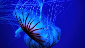 Preview wallpaper jellyfish, tentacle, water, beautiful, blue