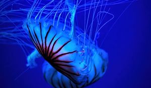 Preview wallpaper jellyfish, tentacle, water, beautiful, blue