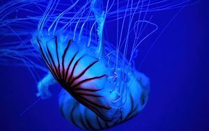 Preview wallpaper jellyfish, tentacle, water, beautiful, blue