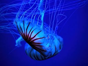 Preview wallpaper jellyfish, tentacle, water, beautiful, blue