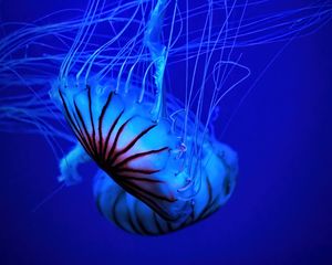 Preview wallpaper jellyfish, tentacle, water, beautiful, blue