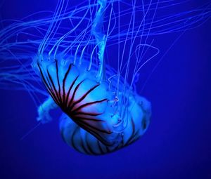 Preview wallpaper jellyfish, tentacle, water, beautiful, blue