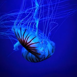 Preview wallpaper jellyfish, tentacle, water, beautiful, blue