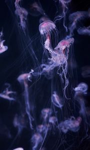 Preview wallpaper jellyfish, tentacle, water, beautiful, dark