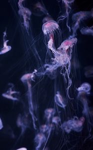 Preview wallpaper jellyfish, tentacle, water, beautiful, dark