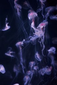 Preview wallpaper jellyfish, tentacle, water, beautiful, dark