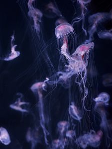 Preview wallpaper jellyfish, tentacle, water, beautiful, dark