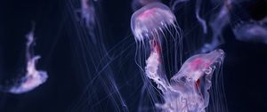 Preview wallpaper jellyfish, tentacle, water, beautiful, dark