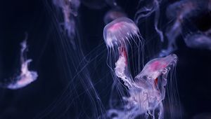 Preview wallpaper jellyfish, tentacle, water, beautiful, dark