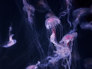 Preview wallpaper jellyfish, tentacle, water, beautiful, dark