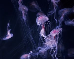 Preview wallpaper jellyfish, tentacle, water, beautiful, dark