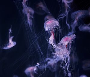 Preview wallpaper jellyfish, tentacle, water, beautiful, dark